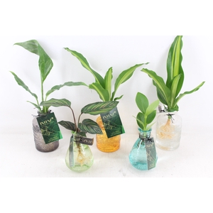 arr3 VD - Glas Sali colour mix