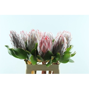 Protea Cynaroides