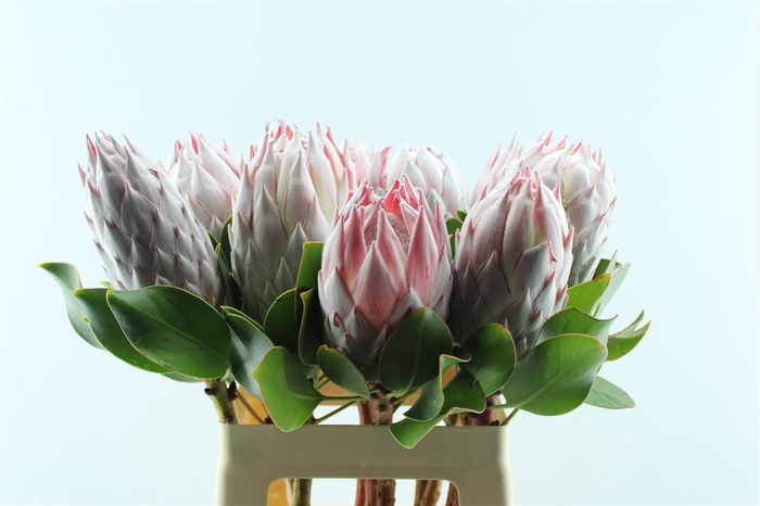 <h4>Protea Cynaroides</h4>