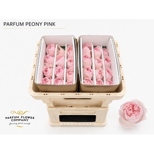 Rosa Parfum Peony Pink