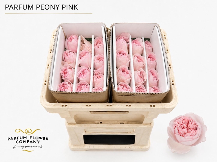 <h4>Rosa Parfum Peony Pink</h4>