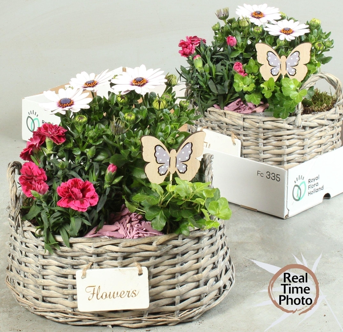 <h4>ARR TUINPLANTEN</h4>