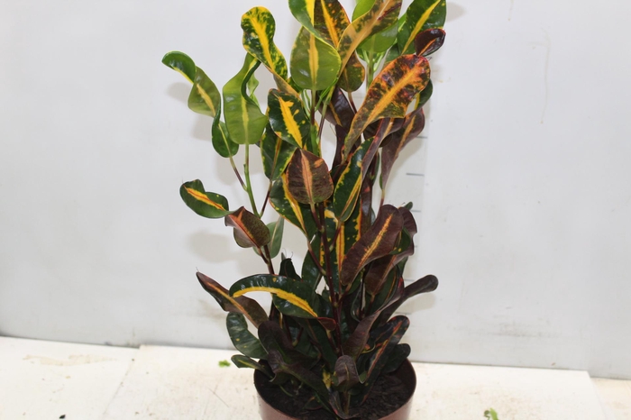 <h4>CROTON MAMMY P17</h4>