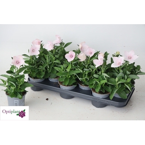 PLATYCO GR ASTRA PINK