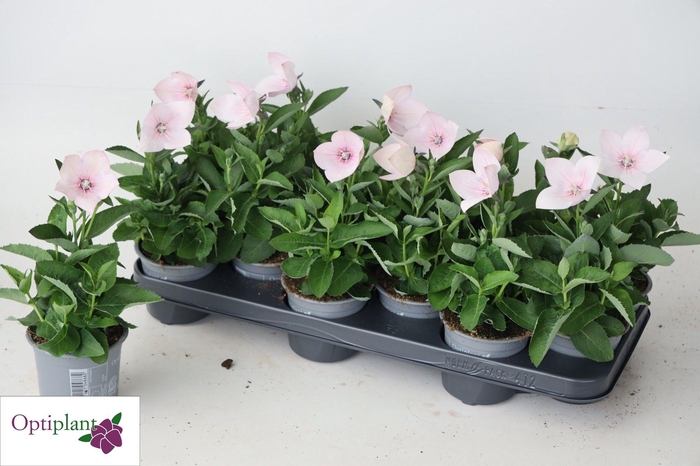 <h4>PLATYCO GR ASTRA PINK</h4>