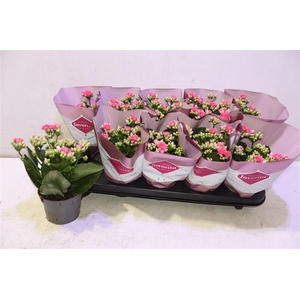 arr8 Kalanchoe Double Deluxe Pink
