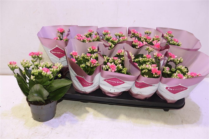 <h4>arr8 Kalanchoe Double Deluxe Pink</h4>