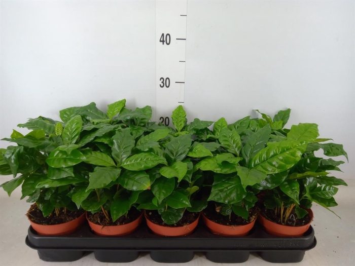 <h4>Coffea arabica</h4>