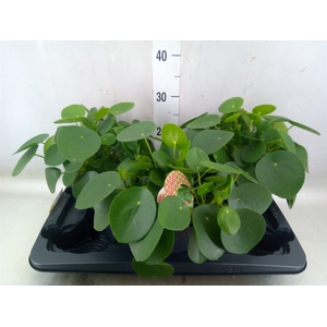 Pilea peperomoides