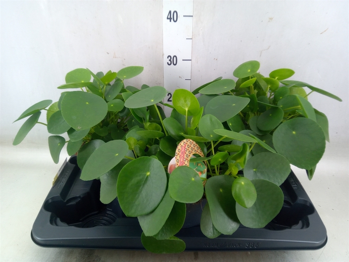 <h4>Pilea peperomoides</h4>