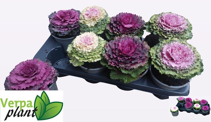 <h4>BRASSICA (SIERKOOL)</h4>