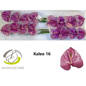 ANTH A KALEO 16