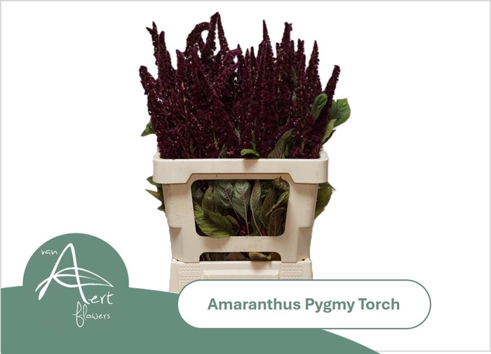 <h4>AMAR HY PYGMY TORCH</h4>