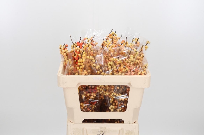 <h4>Ilex Ve Ilexia Julia</h4>