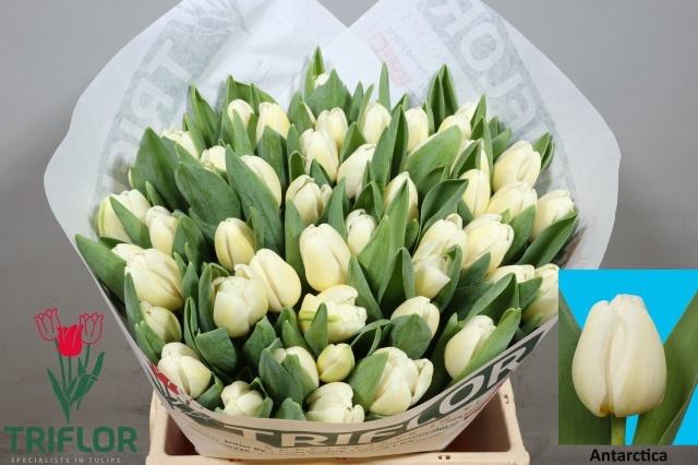 <h4>TU EN ANTARCTICA</h4>