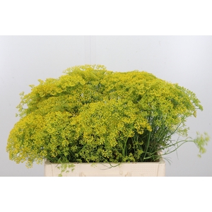 Anethum Graveolens