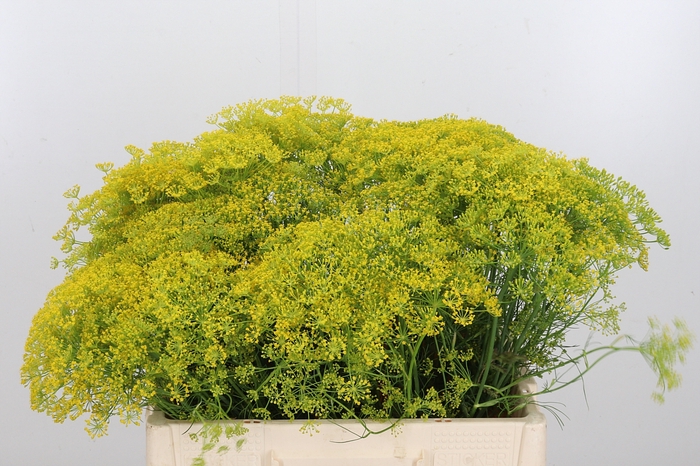 <h4>Anethum Graveolens</h4>