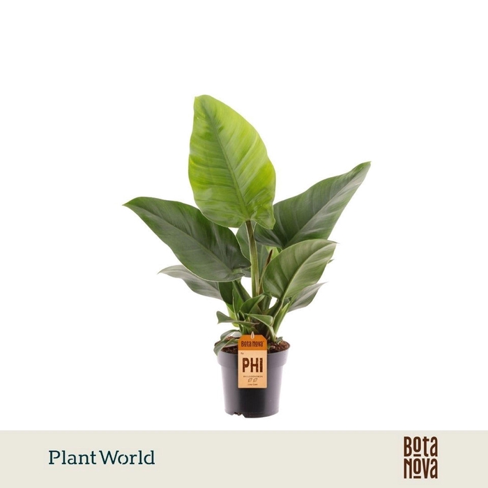 <h4>Philodendron Imperial Green</h4>