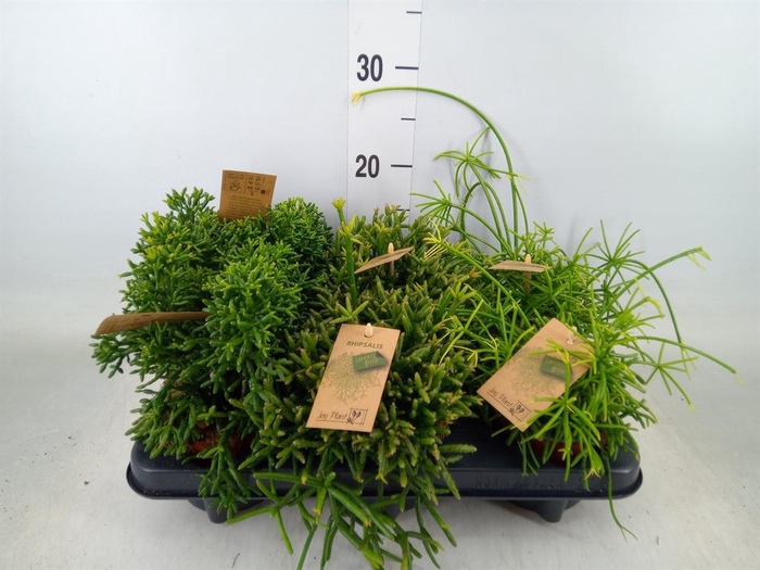 <h4>Rhipsalis   ...mix</h4>