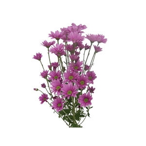 CRISANTEMO SANTINI MOONLIGHT 080 CM