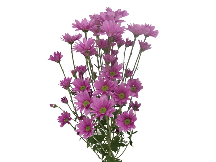 CRISANTEMO SANTINI MOONLIGHT 080 CM