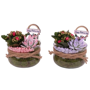 Mothersday Arr. Indoor Glass Bowl Ø16cm 2PP