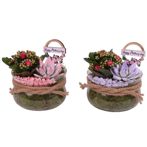 Mothersday Arr. Indoor Glass Bowl Ø16cm 2PP