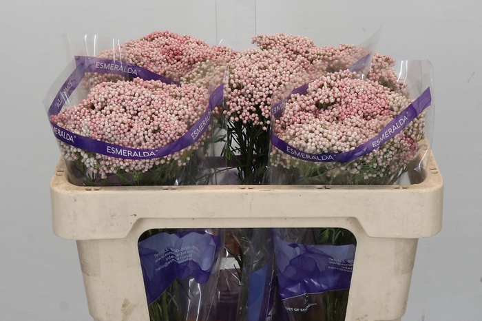 <h4>Ozothamnus Cooks Pink</h4>