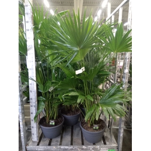 Palms   ...