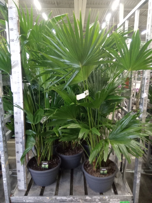 <h4>Palms   ...</h4>