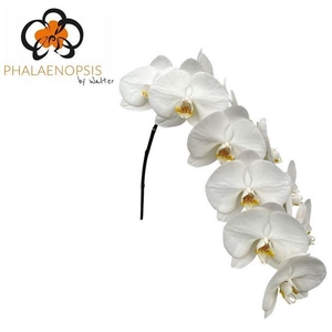 Phal Alba Royale 10-14