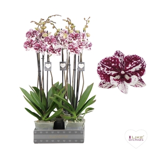 Phalaenopsis JCA - 2 tak 80cm