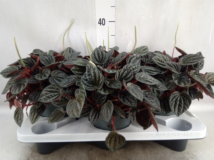 Peperomia