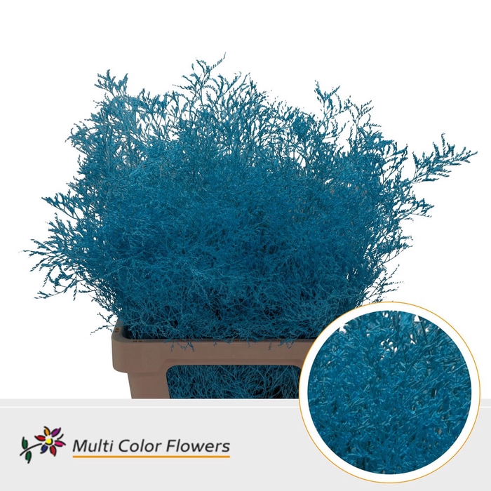 <h4>Limonium Beltlaard Blauw licht</h4>