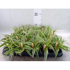 Chlorophytum com. 'Ocean'