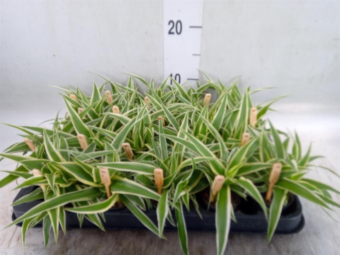 <h4>Chlorophytum com. 'Ocean'</h4>