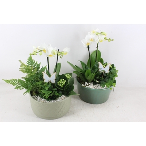 arr2 PL - Ker. mix schaal green Phal. x3