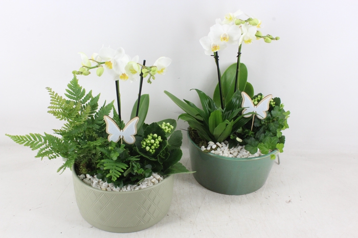 <h4>arr2 PL - Ker. mix schaal green Phal. x3</h4>