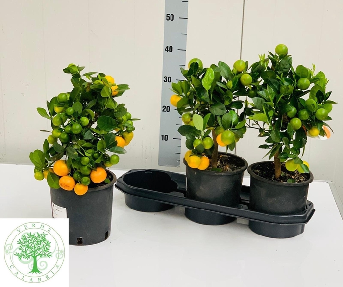 <h4>CITR MARGARITA</h4>