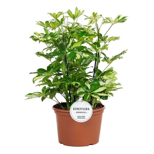 Schefflera arboricola overig