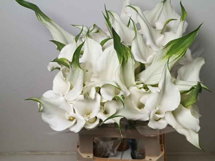 <h4>Calla White Mambo | Dubbelbloemig</h4>