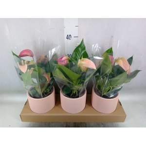 Anthurium andr. 'Joli Peach'