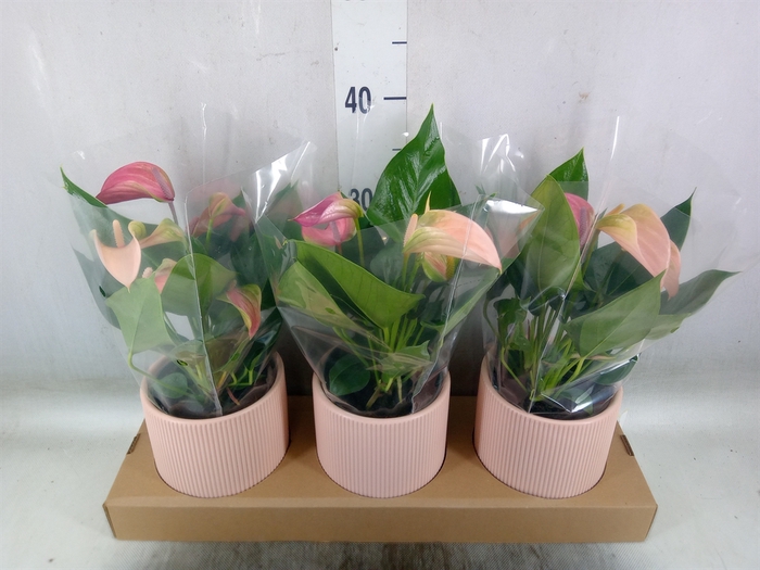 <h4>Anthurium andr. 'Joli Peach'</h4>
