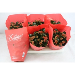 Gevuld 15 cm Rood Brilliant