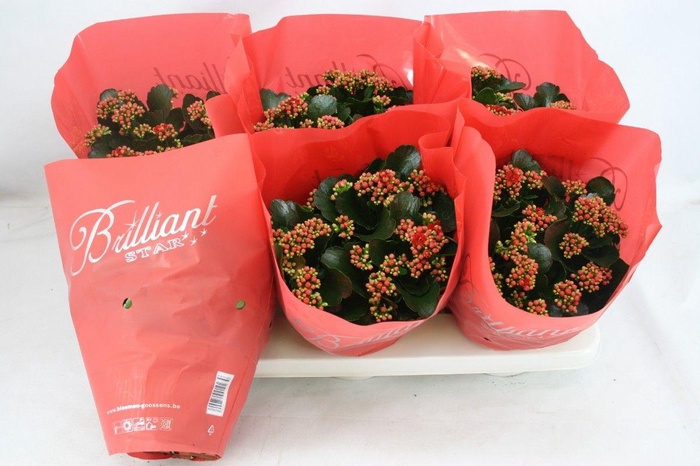 <h4>Gevuld 15 cm Rood Brilliant</h4>