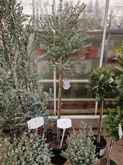 <h4>EUCAL GU AZURA</h4>