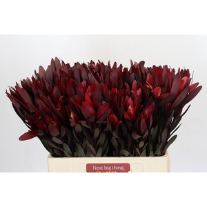 Leucadendron Saf Sunset Dark R.