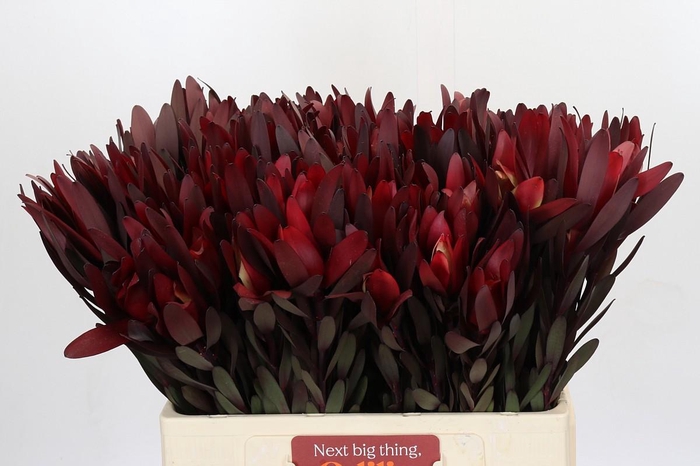 <h4>Leucadendron Saf Sunset Dark Red</h4>