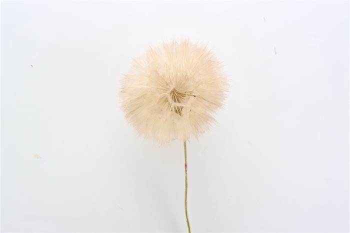 Pres Puste Flower Coffee