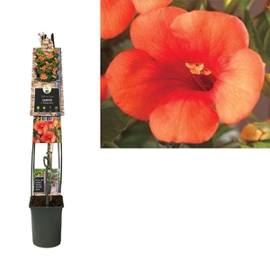 Campsis t. 'Madame Galen' +3.0 label